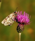 Schachbrettfalter an Distel