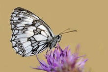 Schachbrett (Melanargia galathea)