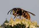 Insektenvernichter