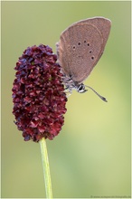 Dunkler Wiesenknopf-Ameisenbläuling (Maculinea nausithous)