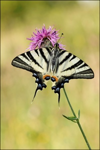 Iphiclides podalirius