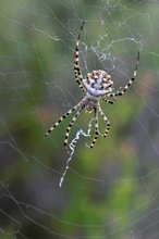 argiope lobata