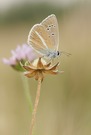 Polyommatus damon