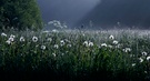 kleines Butzental im Morgennebel