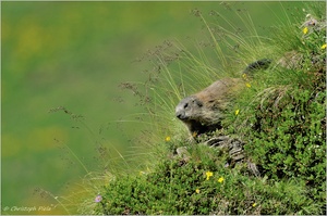 Murmeltier (Marmota marmota)