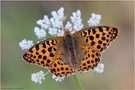 Kleiner Perlmutterfalter (Issoria lathonia)