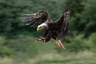 Weißkopfseeadler