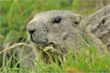 Murmeltier (Marmota marmota)