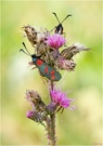Sechsfleck-Widderchen (zygaena filipendulae)