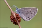 Heller Wiesenknopf-Ameisenbläuling (Maculinea teleius)