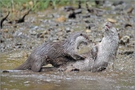 Fischotter (Lutra lutra)