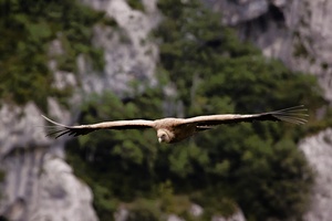 Gänsegeier (Gyps fulvus)