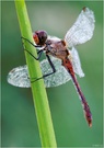 Blutrote Heidelibelle (sympetrum sanguineum) - Männchen