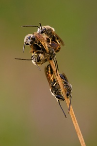Bienenknäuel