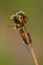 Bienenknäuel