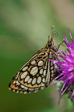 Spiegelfleck-Dickkopffalter (Heteropterus morpheus)