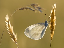 Senfweißling im Gegenlicht