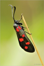 Erdeichel-Widderchen (Zygaena filipendulae)