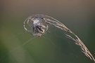 Spinnenrad