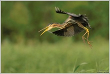 Purpurreiher (Ardea purpurea)