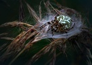 Eichblatt Radspinne_Aculepeira ceropegia_weiblich
