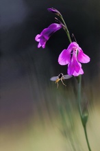 Sumpfgladiole