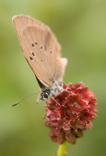 Dunkler Wiesenknopf-Ameisenbläuling