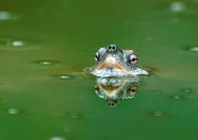 Schildkröte