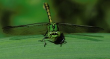 Grüne Flußjungfer (Ophiogomphus cecilia)