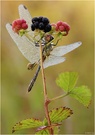 Blutrote Heidelibelle (sympetrum sanguineum) - Männchen