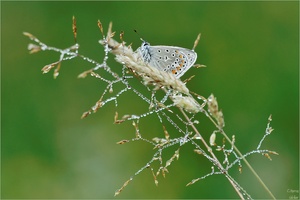 Little Wing /Polyommatus icarus