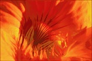 On fire ...