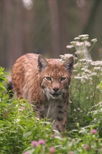 Luchs