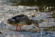 Ente im Abendlicht