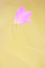 Wiesenglockenblume