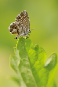 Cacyreus marshalli - Pelargonien Bläuling