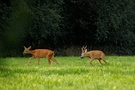 Blattzeit in der Lüneburger Heide