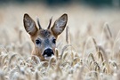 Jährlings-Rehbock im Getreide