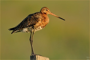 Limosa limosa