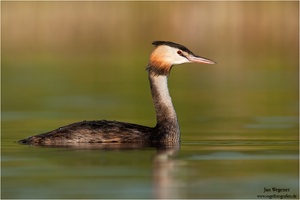 Haubentaucher (Podiceps cristatus)