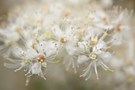 Blüten des Echten Mädesüß (Filipendula ulmaria)