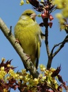 Grünfink zur Ahornblüte