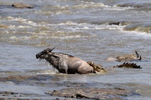 Angriff beim Mara River Crossing