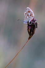 Polyommatus Coridon