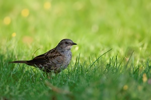 Heckenbraunelle (Prunella modularis)