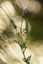 Praying mantis