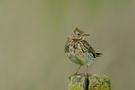 Wiesenpieper