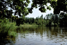 Fischbacher Moos Weiher