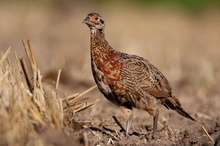 Fasan (Phasianus colchicus) in der Mauser