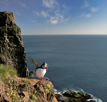 Papageitaucher am Latrabjarg